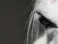 Œil d'un cheval blanc, reflet de la confiance et de la connexion en équitation éthologique.