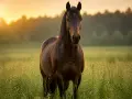 Un cheval brun se tient dans un champ d'herbes hautes au coucher du soleil. Il est important de savoir combien boit un cheval par jour pour son bien-être.