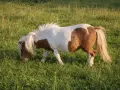 Poney Shetland pie, en pleine fourbure dans une prairie verdoyante. Sa crinière blanche flotte au vent tandis qu'il broute paisiblement.