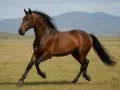 Un magnifique cheval brun galope dans un pré. Une scène évoquant le commerce de chevaux hollandais, où la beauté et la puissance sont primordiales.