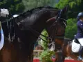 Un cheval brun avec une crinière tressée porte une bride. Un cavalier en tenue de concours tient les rênes. Le chanfrein du cheval est visible.