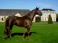 Magnifique cheval alezan, fier et élégant, se tient dans un parc verdoyant devant un château.