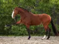 Magnifique cheval bai, la tête haute, une patte avant levée avec grâce.