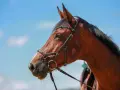 Tête de cheval bai, portant une bride ornée de perles bleues, sous un ciel clair.