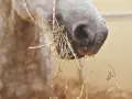 Gros plan sur le museau d'un cheval gris mangeant du foin. La nourriture cheval est bien visible, accrochée à ses lèvres.