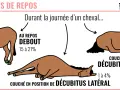 Le cheval sommeil quotidien : au repos debout, couché sur le sternum ou en décubitus latéral. Illustration des postures de repos du cheval.