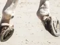 Gros plan sur les pieds d'un cheval, sabots ferrés sur le sable. On dirait un radio pied cheval en mouvement.