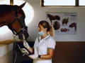 Vétérinaire examinant les dents d'un cheval, un aperçu des coûts de formation dentiste équin.