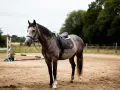 Cheval gris pommelé sellé dans une carrière, prêt pour l'entraînement. Se demander combien coûte un cheval par mois ?