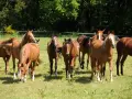 Un troupeau de chevaux bruns dans un pré verdoyant, profitant d'une retraite paisible.
