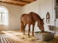 Un cheval brun mange dans un box lumineux, la litière de paille et la luzerne dans sa mangeoire créent une scène paisible.