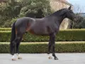 Magnifique cheval de selle bai, crinière tressée, prêt pour la compétition.