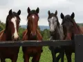 Quatre chevaux, dont une robe cheval alezane et une robe cheval grise, regardent par-dessus une clôture en bois.
