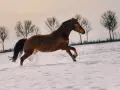 Un magnifique cheval franche montagne galope dans la neige, soulevant des éclaboussures blanches. Les arbres dénudés se dressent en arrière-plan.