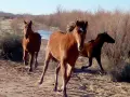 Trois chevaux galopent dans un paysage aride. Le cheval au premier plan, au pelage roux, semble regarder le spectateur, un signe d'affection d'un cheval.