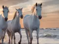 Trois chevaux blancs, dont un cheval gris pommelé, galopent sur une plage au coucher du soleil.