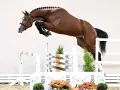 Un magnifique cheval brun saute une barrière, tel un candy de Nantuel en plein vol.