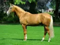 Magnifique cheval doré, digne d'un prix cheval, se tient sur une pelouse verte. Sa crinière et sa queue claires contrastent avec sa robe.