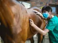 Vétérinaire examinant un cheval qui tousse avec un stéthoscope.