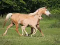 Une jument et son poulain, tous deux d'un magnifique pelage doré, galopent dans un pré verdoyant. Le poulain, un vrai demi-sang arabe, suit sa mère avec agilité.