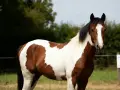 Un magnifique cheval pie, au pelage brun et blanc, se tient dans un pré verdoyant.