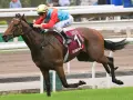 Un jockey sur un cheval brun, portant la casaque "KA YING RISING", participe à une course. Ces chevaux connus sont des athlètes d'exception.