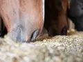 Gros plan sur des chevaux mangeant dans une mangeoire remplie de granulés. On voit leurs museaux et leurs lèvres s'enfoncer dans la nourriture, illustrant que mange un cheval.