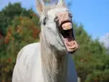 Un cheval blanc qui baille, montrant ses dents jaunies. Un insecte vole près de sa tête.