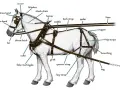 Illustration détaillée d'un cheval harnaché, montrant les différents types d'attelage chevaux : collier, sellette, bride, etc.