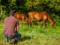 Un homme accroupi observe deux chevaux au pré. Un ethologue étudie le comportement animal.