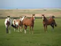 Cinq chevaux, dont un pie, paissent dans un **pâturage tournant** verdoyant sous un ciel clair. Au loin, des collines ondulantes et une vieille grange.