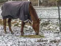 Un cheval brun, couvert d'une couverture d'hiver, mange du foin dans un champ enneigé.
