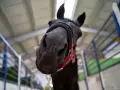 Un cheval noir curieux se penche vers l'objectif, prêt pour le marché aux chevaux.