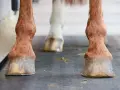 Gros plan sur les sabots d'un cheval, chacun portant une chaussure de cheval en métal.