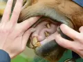 Examen de la bouche cheval : dents jaunies et gencives roses. Mains écartant les lèvres pour une inspection.