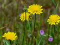 Fleurs jaunes éclatantes, certaines avec des bourgeons, dans un champ verdoyant parsemé de petites fleurs violettes. Attention, certaines de ces fleurs peuvent être une plante toxique pour les chevaux.