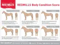 Guide visuel pour évaluer la condition corporelle d'un cheval, de émacié à très gras. Utile pour savoir comment faire maigrir un cheval si nécessaire.