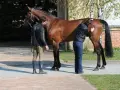 Un ostéopathe animalier examine un cheval brun. Un homme tient la longe, une femme palpe le flanc du cheval.