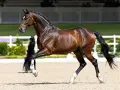 Un magnifique cheval bai, aux crins noirs, effectue un mouvement gracieux sur le sable. Un cheval AES, prêt pour la compétition.