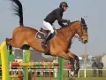 Un cheval bai, tel un **drako de maugre**, franchit un obstacle de saut d'obstacles avec son cavalier.