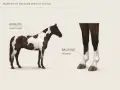 Un cheval à la robe pie, avec des taches brunes et blanches. Ses membres inférieurs présentent des balzanes blanches, une caractéristique de la couleur des chevaux.
