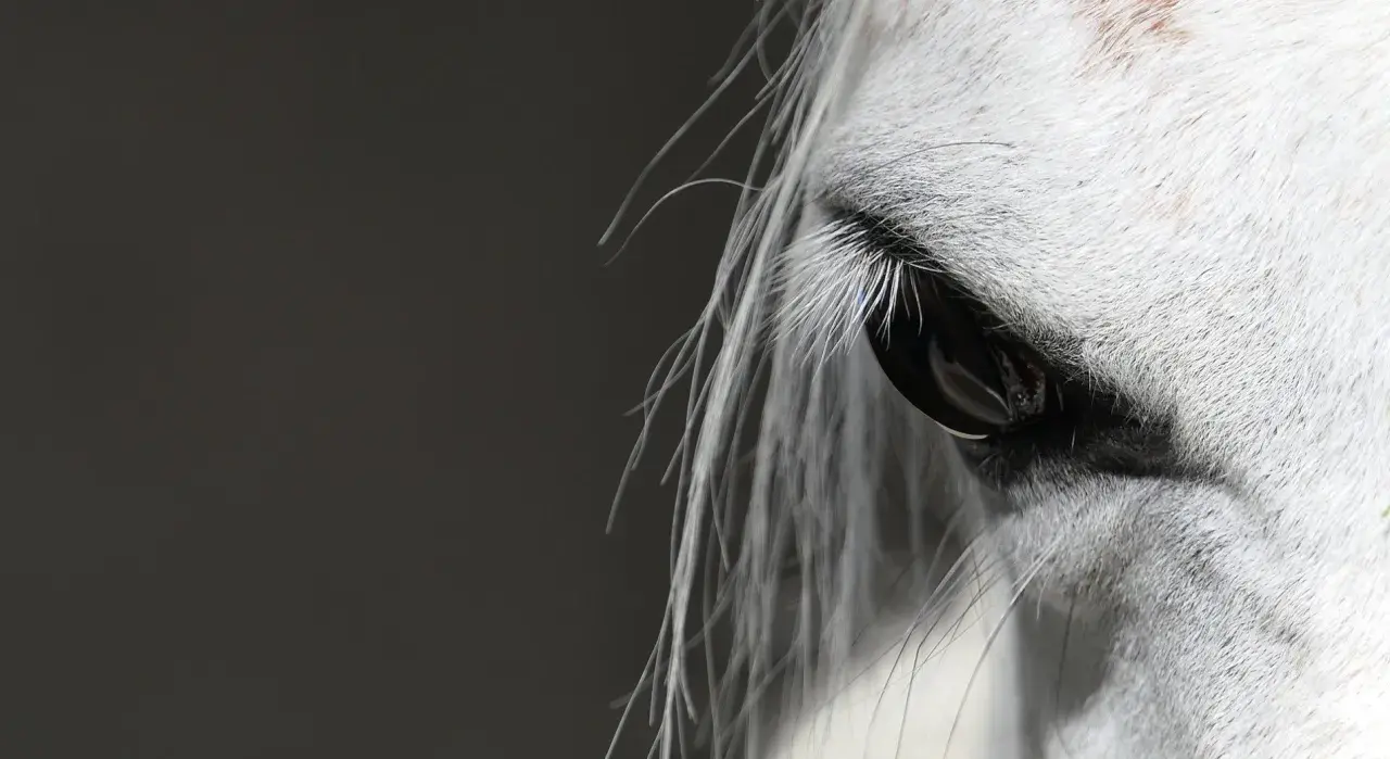 Œil d'un cheval blanc, reflet de la confiance et de la connexion en équitation éthologique.