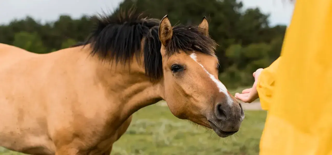 Un cheval robe isabelle, au pelage doré, tend son museau vers une main tendue, dans un moment de confiance.
