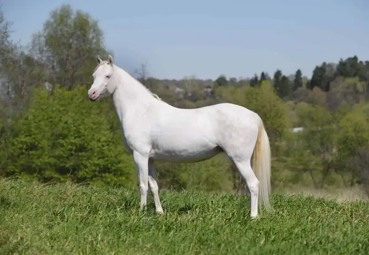 Un magnifique cheval crème se tient fièrement dans un pré verdoyant, sous un ciel bleu clair.