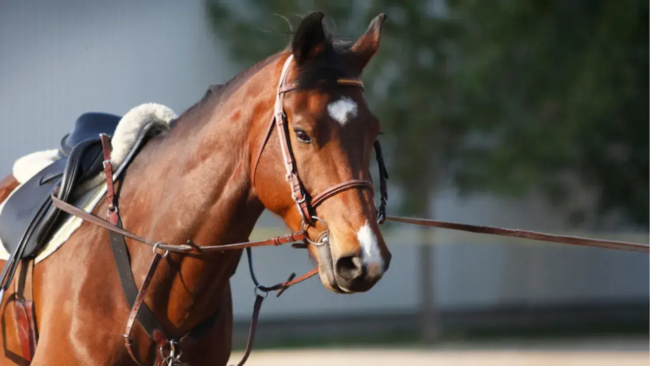 Cheval brun avec selle et enrênement, prêt pour un travail à la longe.
