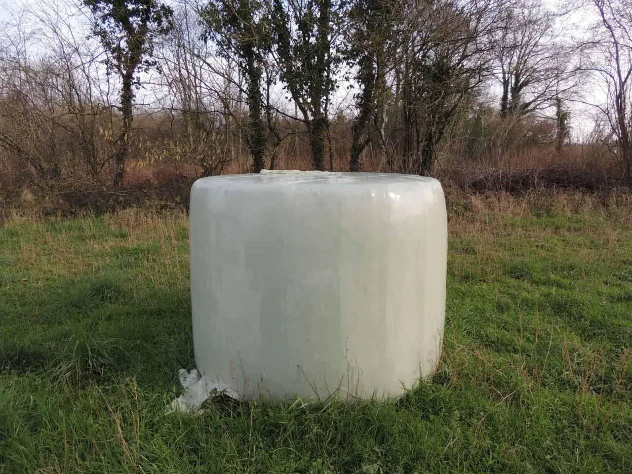 Une botte de foin enrubanné, prête pour les chevaux, repose dans un champ verdoyant, entourée d'arbres dénudés.
