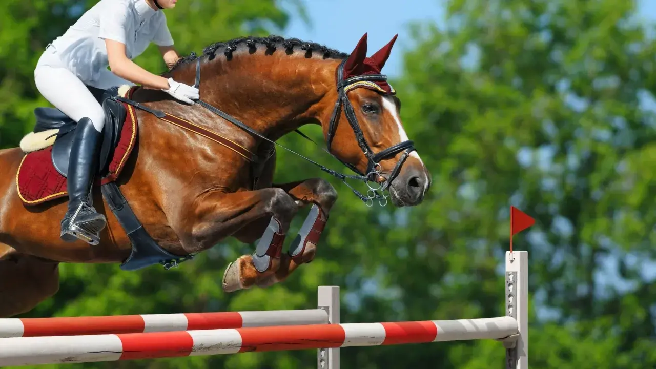 Un cheval brun et son cavalier en tenue blanche effectuent un saut d'obstacles, leurs corps tendus dans un mouvement gracieux au-dessus de la barre.