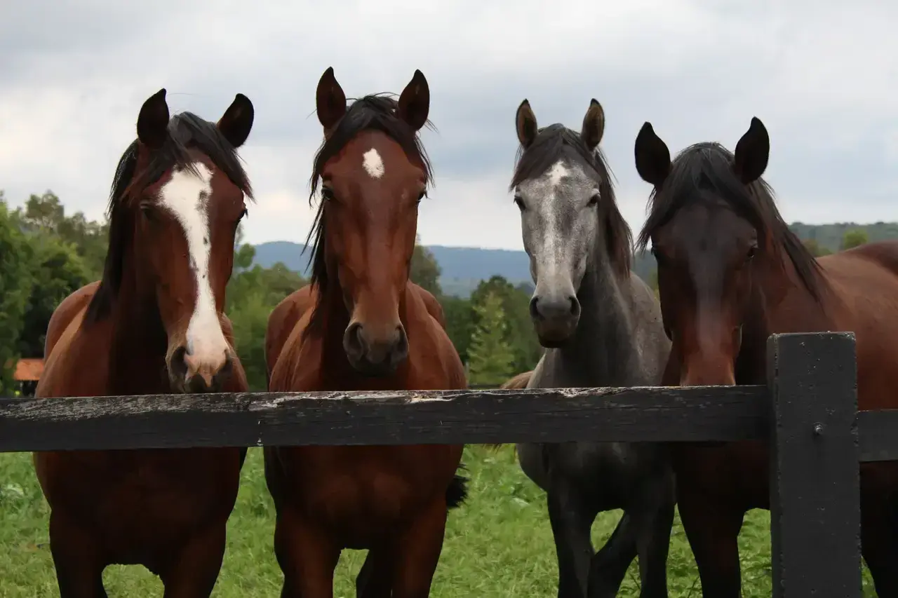Quatre chevaux, dont une robe cheval alezane et une robe cheval grise, regardent par-dessus une clôture en bois.