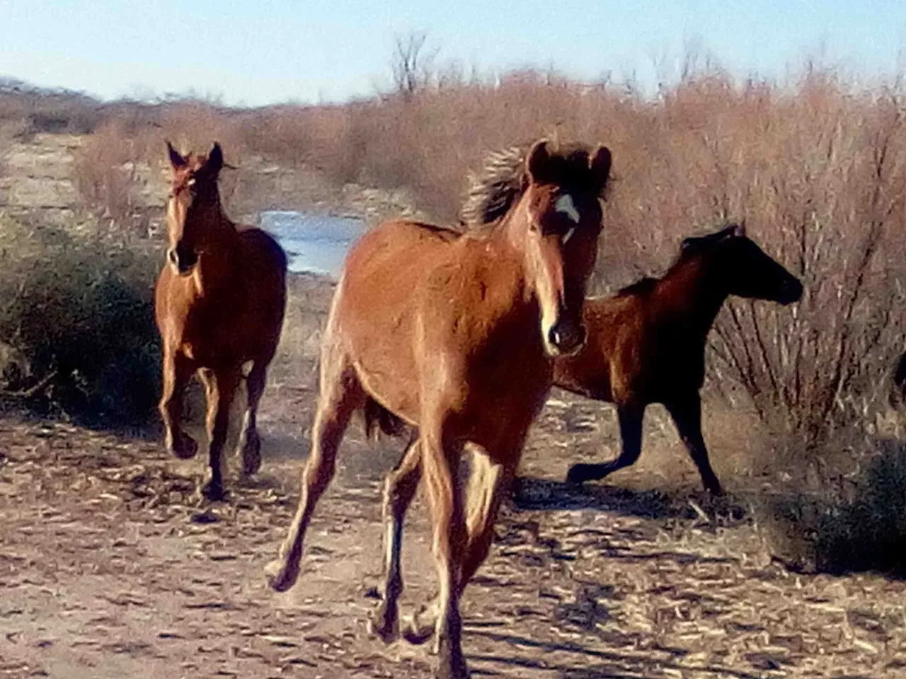 Trois chevaux galopent dans un paysage aride. Le cheval au premier plan, au pelage roux, semble regarder le spectateur, un signe d'affection d'un cheval.