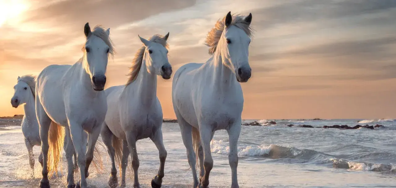 Trois chevaux blancs, dont un cheval gris pommelé, galopent sur une plage au coucher du soleil.